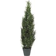 a tall potted plant is shown on a white background