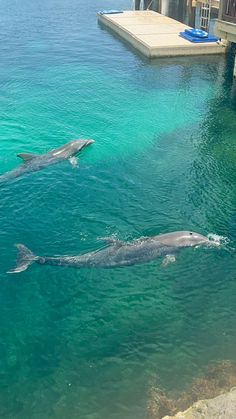 two dolphins swimming in the water next to a dock