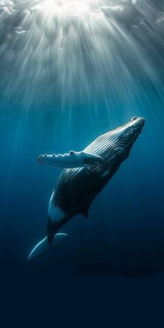 a humpback whale swims under the water's surface in front of sunlight beams