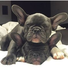 a small dog laying on top of a bed