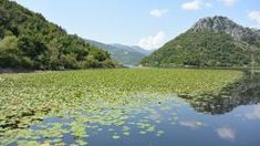 the water is full of lily pads and mountains in the background