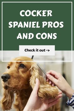 cocker spaniel pros and cons check it out - click for more info