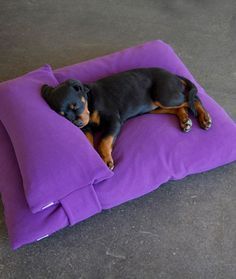 a black and brown dog laying on top of a purple pillow in the shape of a rectangle