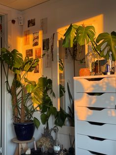 a room filled with lots of plants next to a white dresser and wall mounted mirror