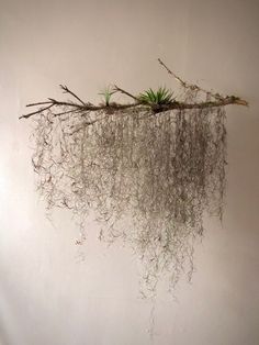 an air plant hanging from the ceiling in front of a white wall with moss growing on it