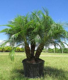 a small palm tree in a black pot on the grass with blue sky behind it