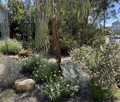 the garden is full of plants and rocks