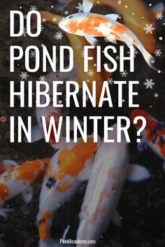 a group of fish swimming in a pond with the words do pond fish hibernate in winter?