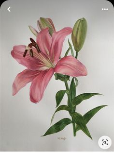 a painting of pink lilies on a white background with green leaves in the foreground