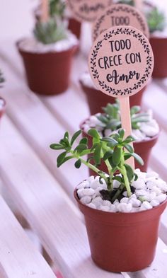 small potted plants are sitting on a wooden table with signs in the middle that read too crecee con amir