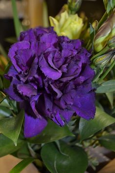 a purple flower with green leaves in a vase