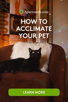 Moving into a new apartment with a pet? Here are some tips to ease the transition for your furry friend. Flying With Pets, Moving Into A New Apartment, Light Codes, Animal Behaviorist, A New Apartment, Pet Spa, Three Dogs, New Address