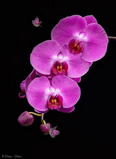 three purple orchids with butterflies flying around them