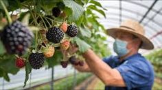 a man wearing a face mask picking blackberries in a greenhouse