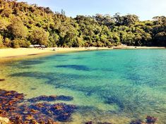 the water is crystal blue and green in this beach scene with trees on both sides