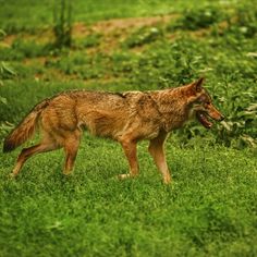 a wolf standing on top of a lush green field