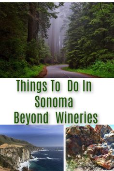 the road and trees with text overlay that reads things to do in sonoma beyond wineries