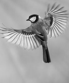 a black and white photo of a bird with its wings spread out in the air