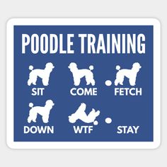 a blue sign that says poodle training, sit, come fetch and down with white dogs