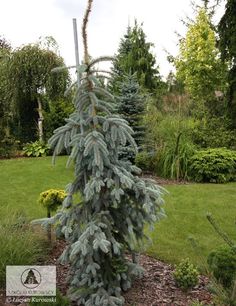 a blue pine tree in the middle of a garden