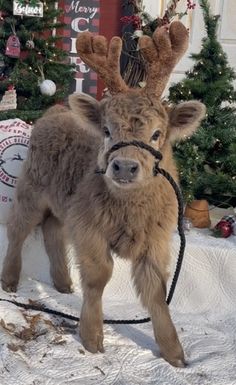 a young reindeer is tied up in the snow