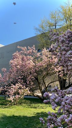 trees with purple flowers in front of a building