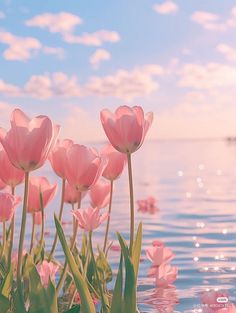 #Pink #tulips #flowers #pretty #ocean #lake #sunrise #sky # aesthetic #wallpapers #nature Frühling Wallpaper, Wallpaper Nature Flowers, Alam Yang Indah, Landscape Wallpaper