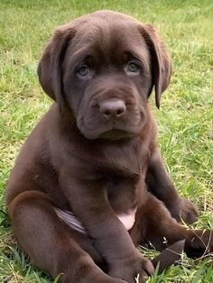 a brown puppy is sitting in the grass