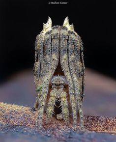 a close up of a spider on the ground