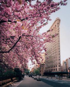 a city street lined with benches and cherry blossom trees in the foreground is a tall building