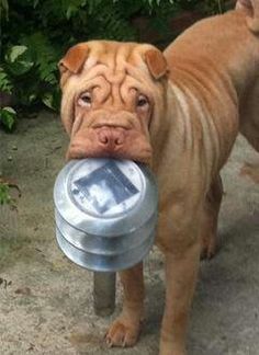 a brown dog standing on top of a cement ground next to a metal trash can