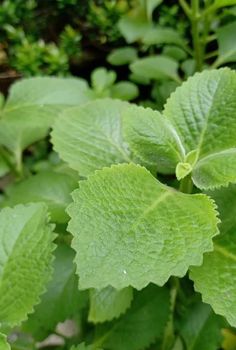 green leaves are growing in the garden