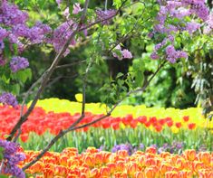 a field full of flowers with trees in the background