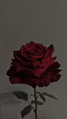 a single red rose sitting in a vase