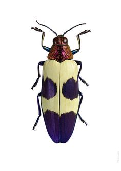 an insect with purple and yellow spots on it's back legs, sitting in front of