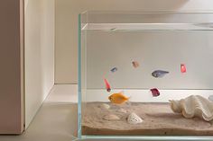 an aquarium filled with different types of fish and shells in it's display case