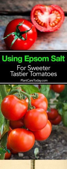 some tomatoes are growing on the vine with text overlay reading using epson salt for sweeter taster tomatoes