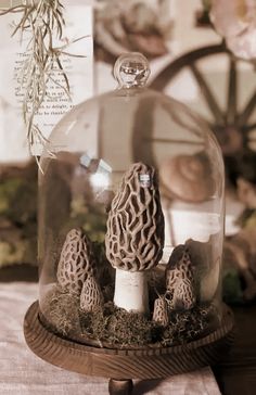 mushrooms under a glass dome on a table