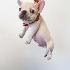 a small white dog jumping in the air with a red leash on it's neck