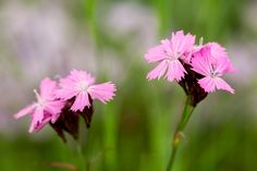 some pink flowers are blooming in the green and purple grass with blurry background