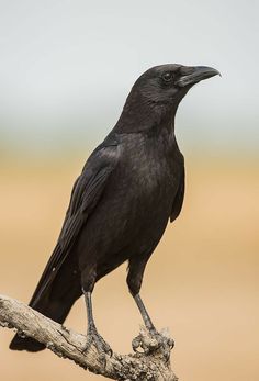 a black bird sitting on top of a tree branch in front of a brown background