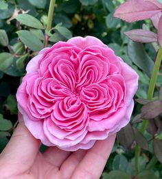 a person holding a pink flower in their hand