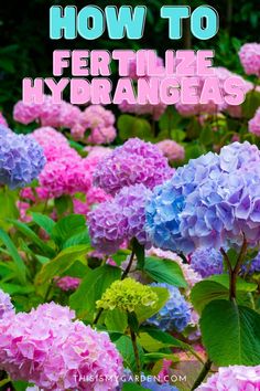 purple and blue hydrangeas with text overlay how to fertiile hydrangeas