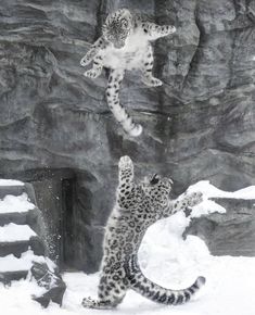 two snow leopards playing with each other in the snow