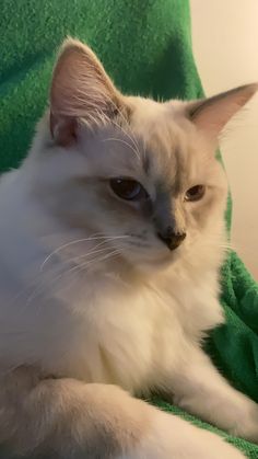 a white cat laying on top of a green towel