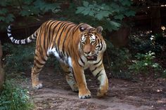 a large tiger walking across a dirt road next to bushes and trees in the background