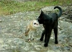 an owl and a cat are standing on the ground together, one is biting at the other's face