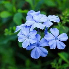 three blue flowers with green leaves in the background