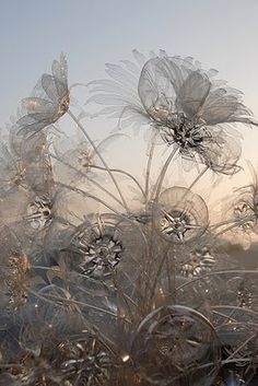 the sun shines brightly through frosted flowers in this photo, as it stands tall