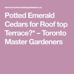 the words potted emerald cedars for roof top terrace toronto master gardener's